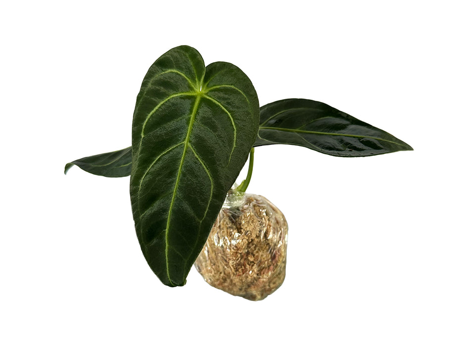 Anthurium regale (XS)