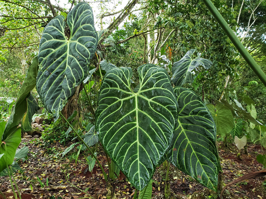 Anthurium regale — Ecuagenera USA Corp