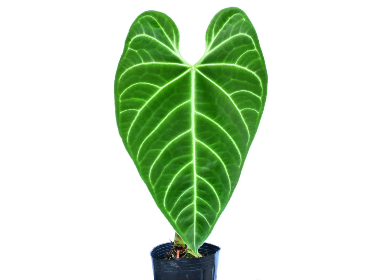 観葉植物 a*m様 MS289 10株セット Anthurium regale アンスリウ
