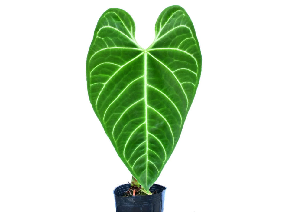 Anthurium regale — Ecuagenera USA Corp