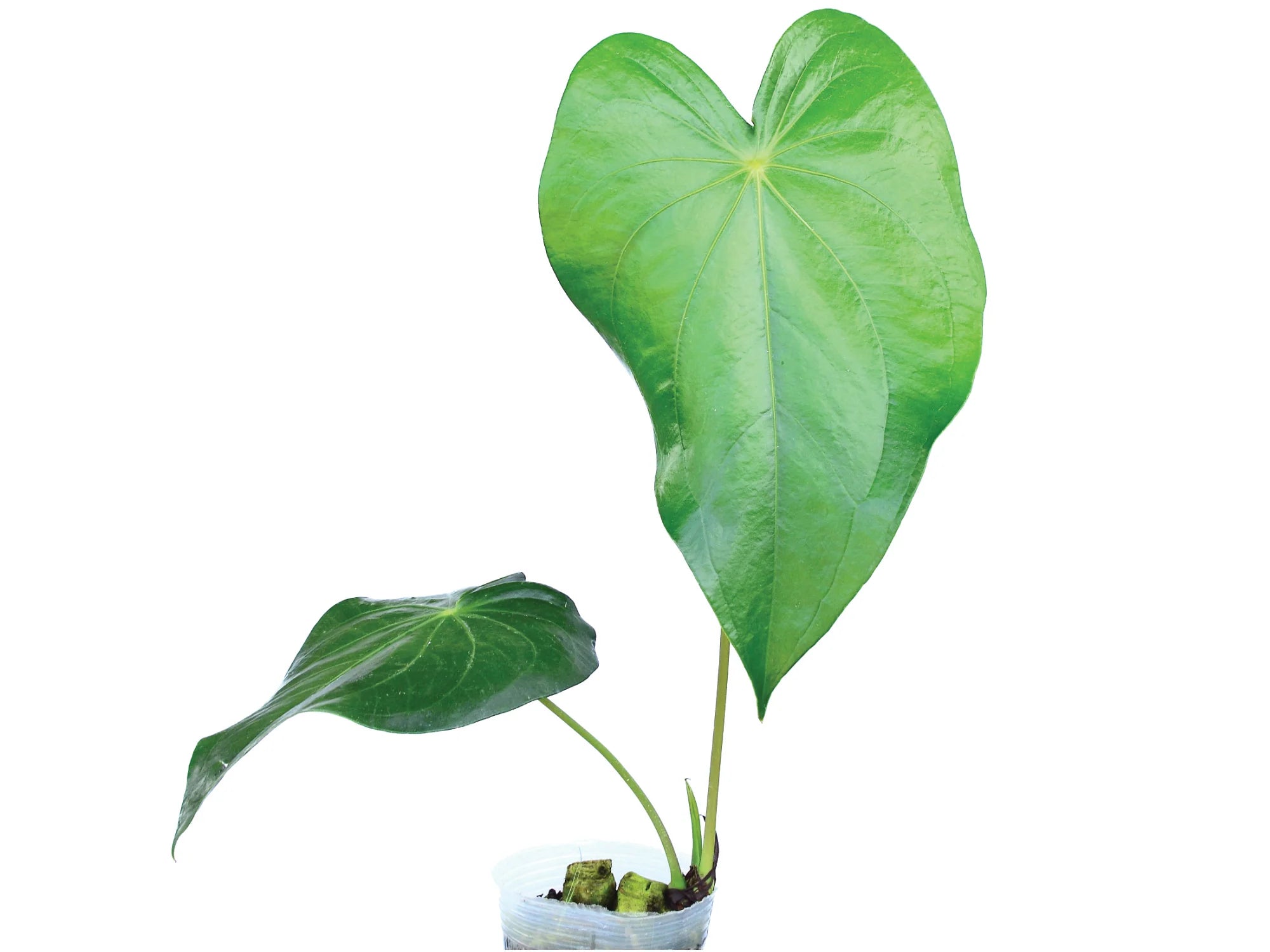 Anthurium regale light アンスリウムレガレライト Anth. regale light - Rare Light Green Variety — Ecuagenera USA Corp