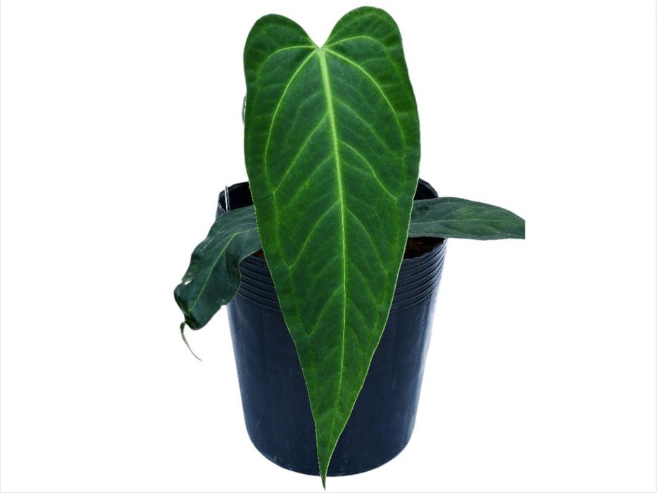 Anthurium regale x Anthurium moronense