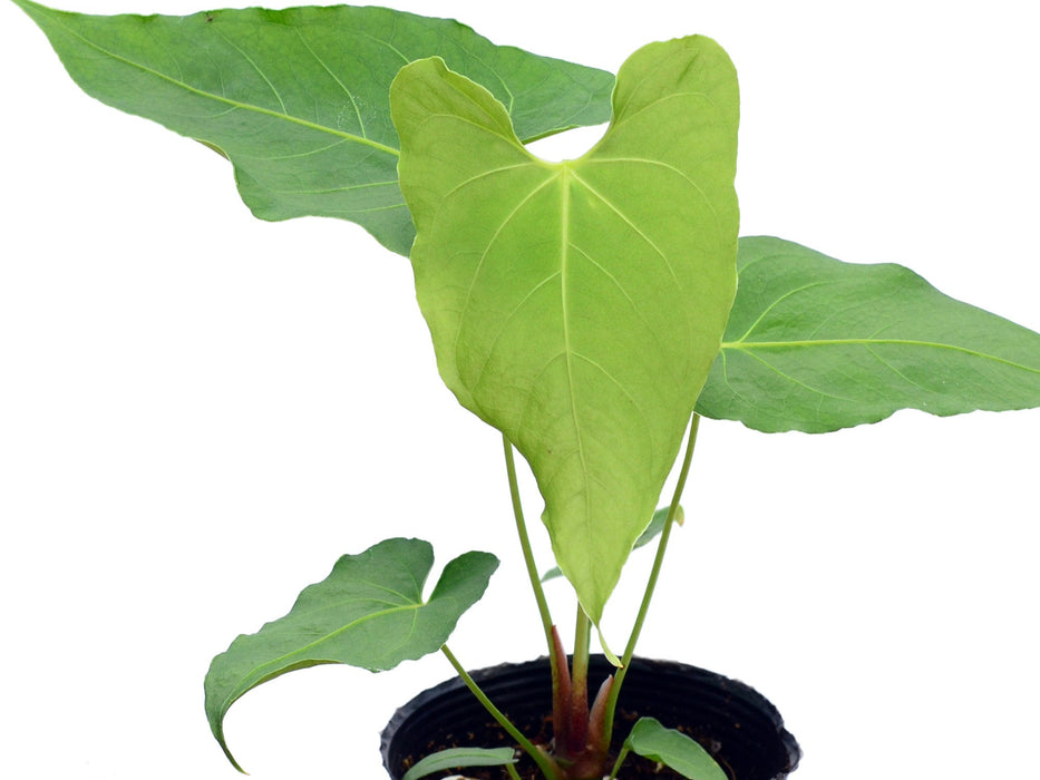 anthurium rotundatum Anth. rotundistigmatum