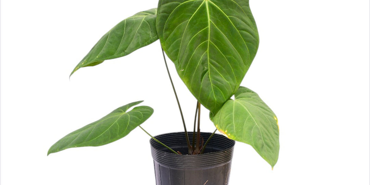 Anthurium_rotundistigmatum_x_A