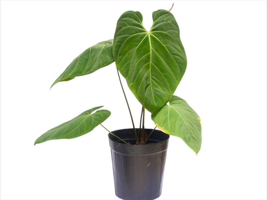 anthurium besseae aff Anthurium rotundistigmatum x Anthurium besseae aff (XS)