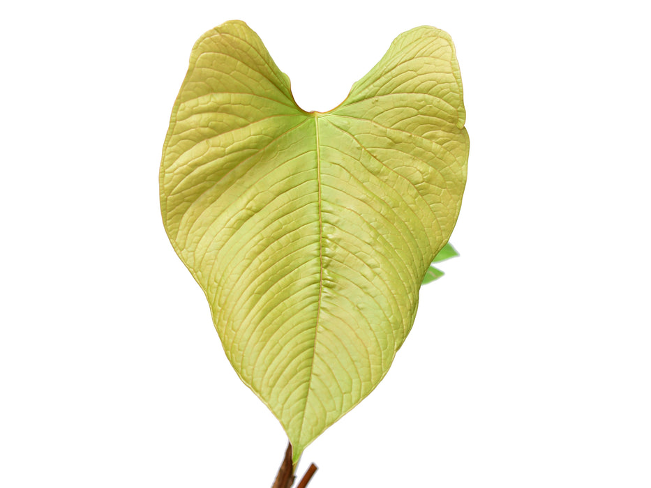 anthurium rugulosum for sale Anthurium rugulosum