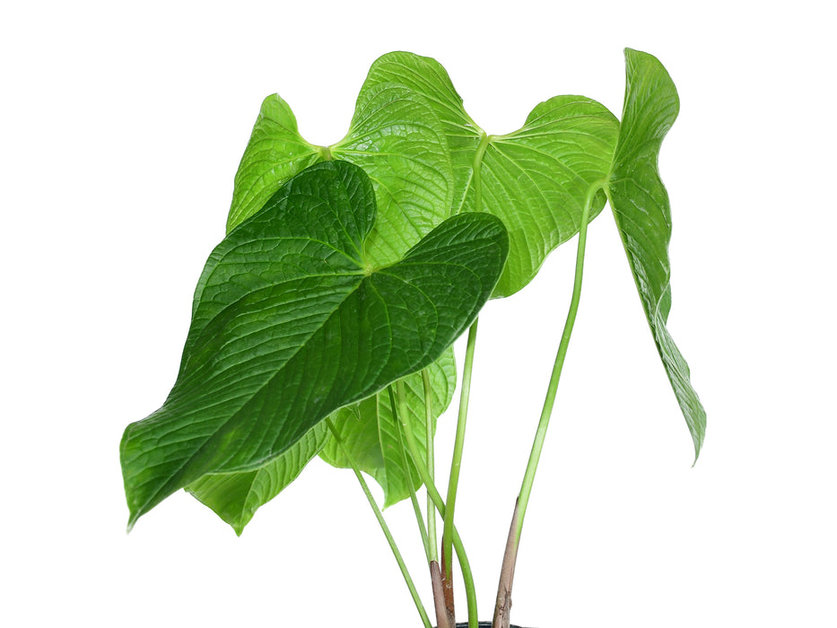 Anthurium rugulosum ‘Lluruqui’ (Big)