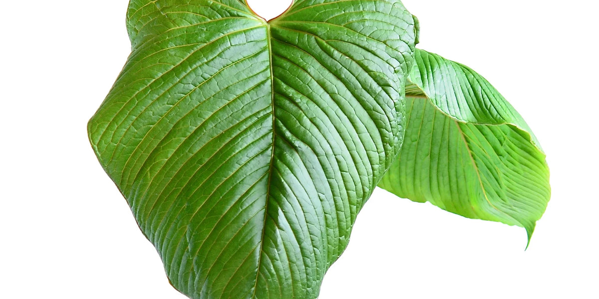 Anth. rugulosum - Rare Bullate Leaf Anthurium — Ecuagenera USA Corp