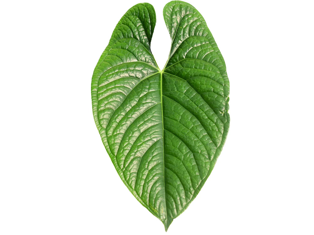 Anthurium Silver Arrow — Ecuagenera USA Corp