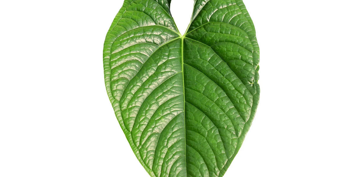 anthurium arrow plant Anthurium Silver Arrow — Ecuagenera USA Corp