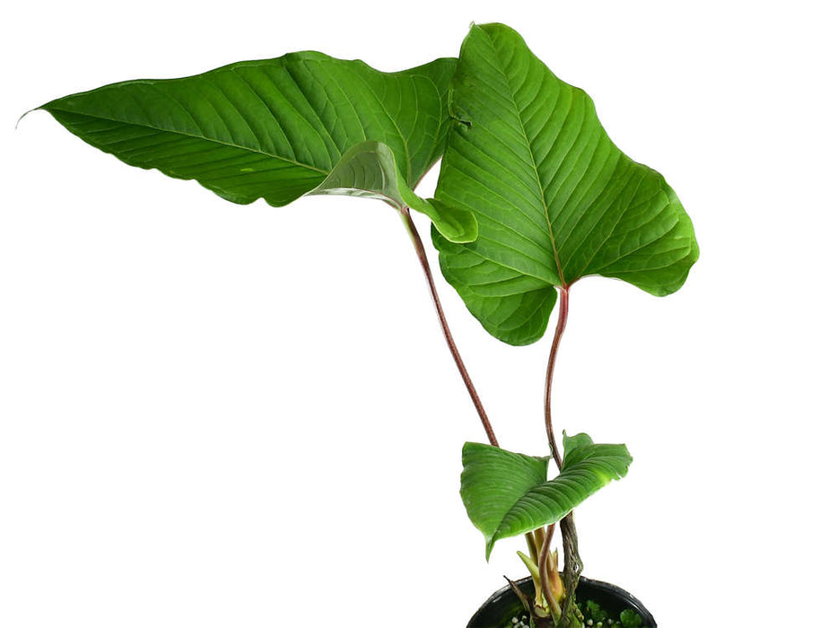 philodendron consanguineum medicinal uses Philodendron sanguineum