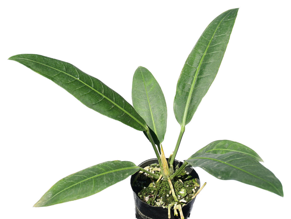 anthurium scolopendrium Anthurium scolopendrinum — Ecuagenera USA Corp