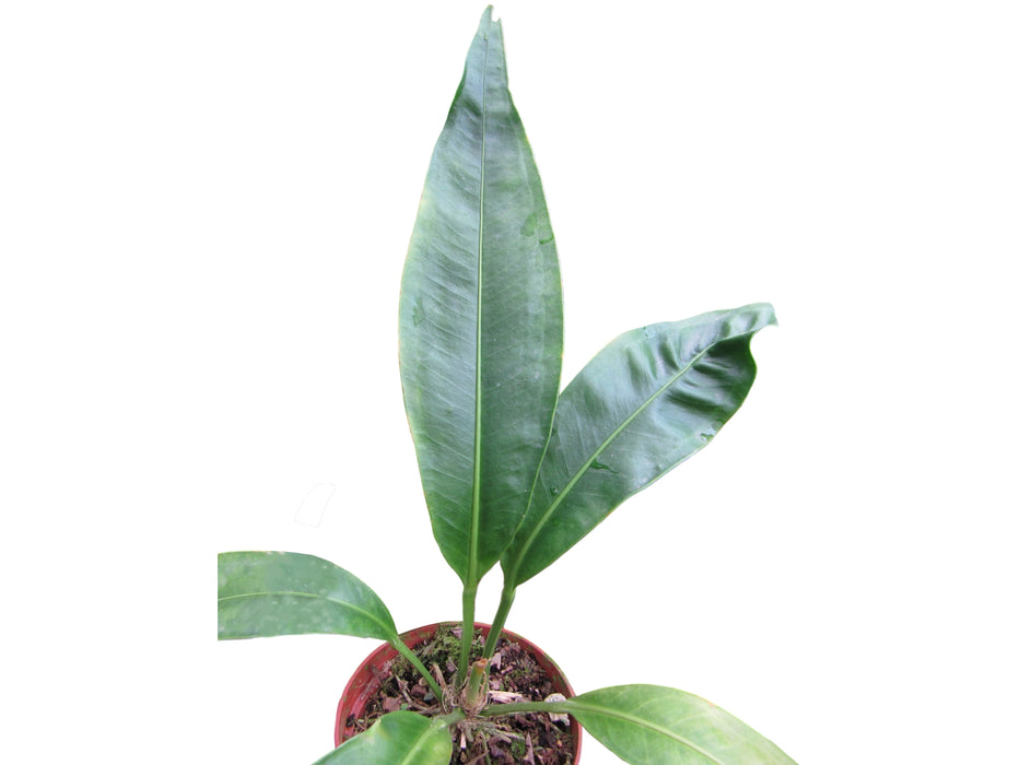 Anthurium scolopendrinum 1