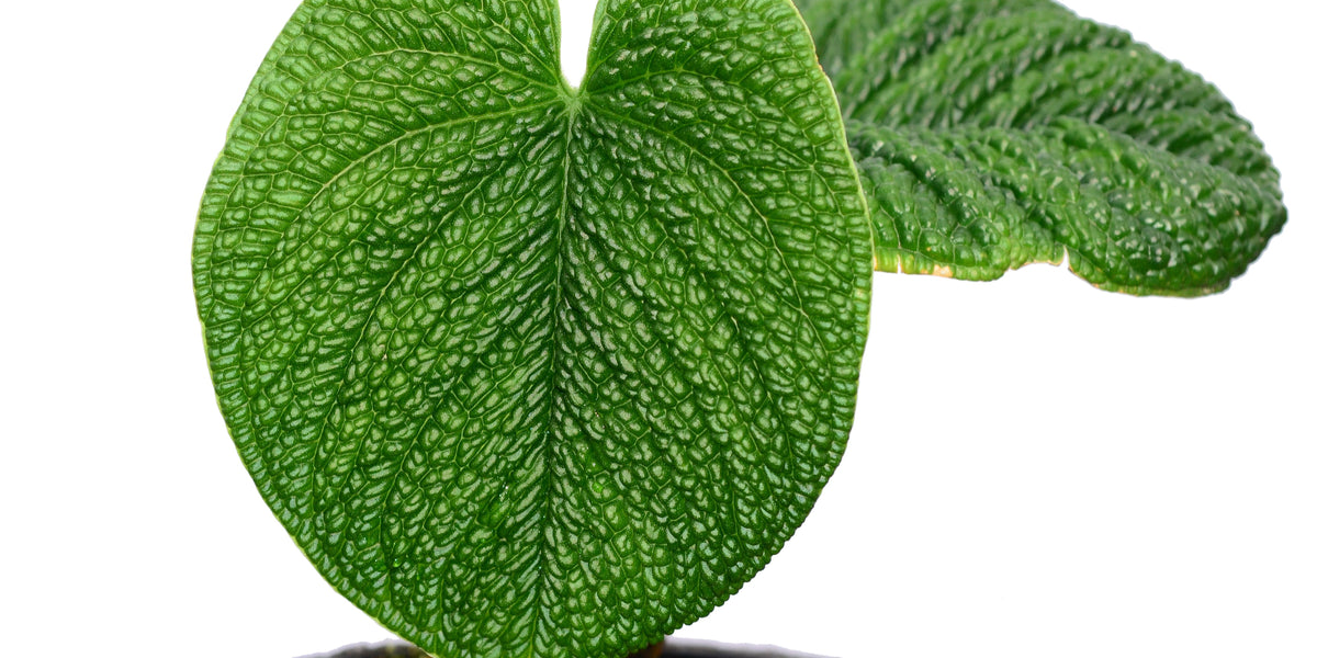 anthurium clidemioides care Anthurium splendidum — Ecuagenera USA Corp
