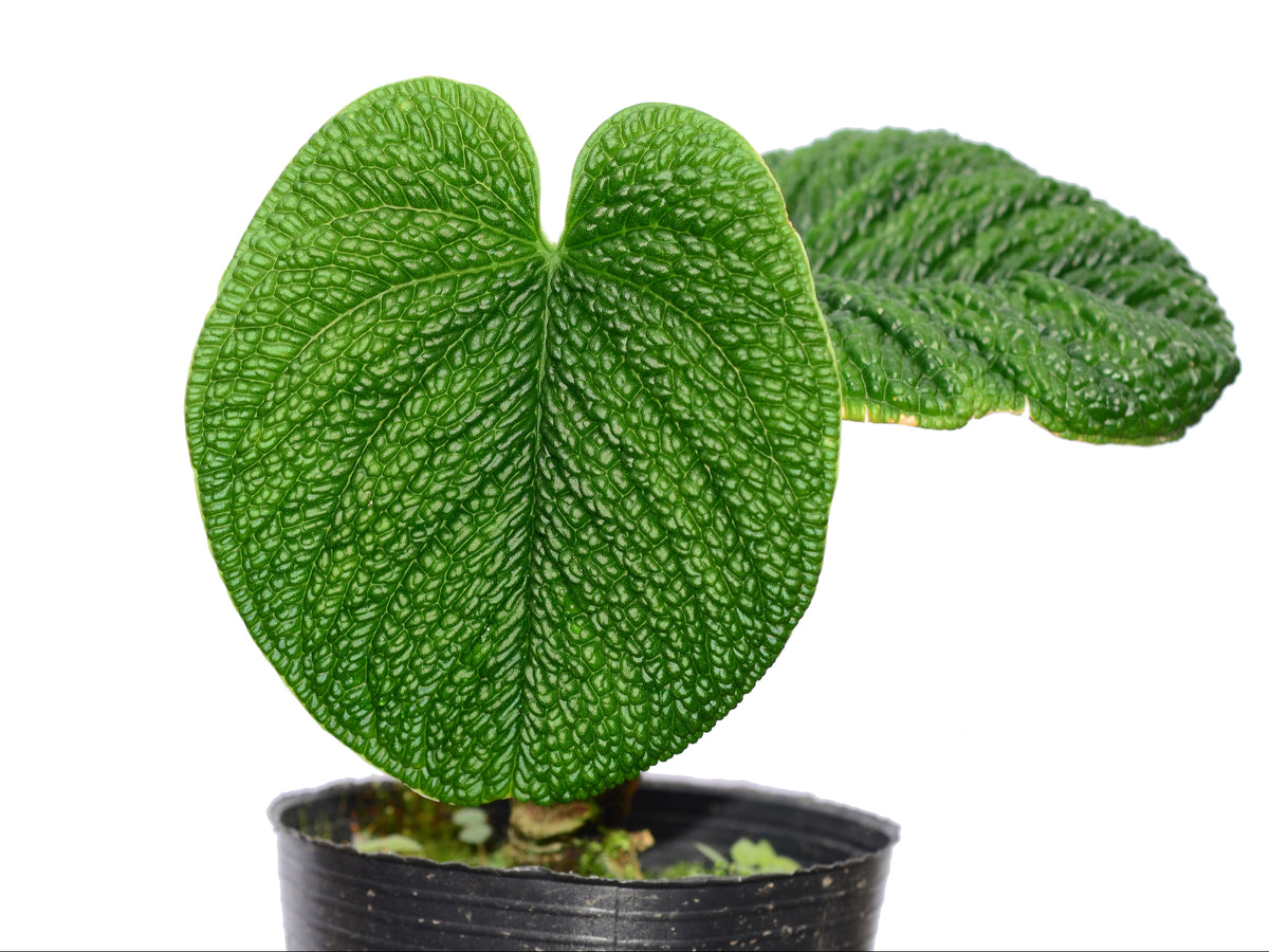anthurium compacta Anthurium splendidum — Ecuagenera USA Corp