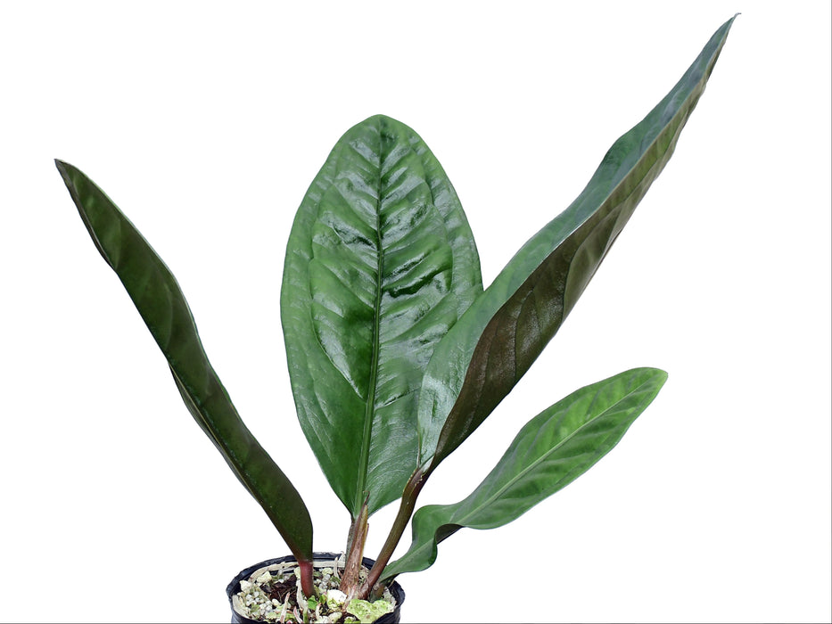 anthurium superbum mature Anthurium superbum