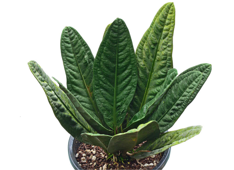anthurium superbum Anthurium superbum (seedling)