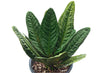 Anthurium superbum (seedling)