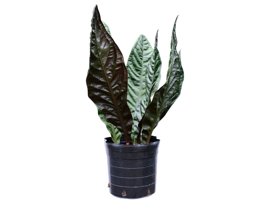 Anthurium superbum (Big)