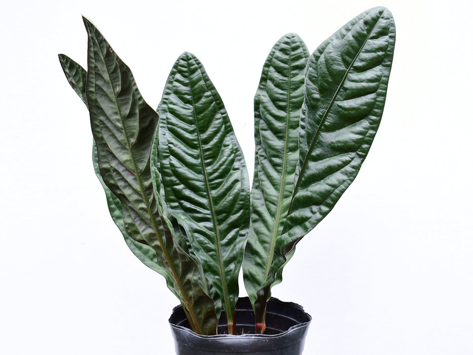 Anthurium superbum (Big)