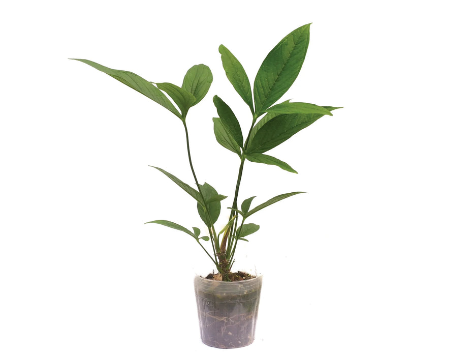 anthurium triphyllum Anthurium triphyllum 'Esmeralda'