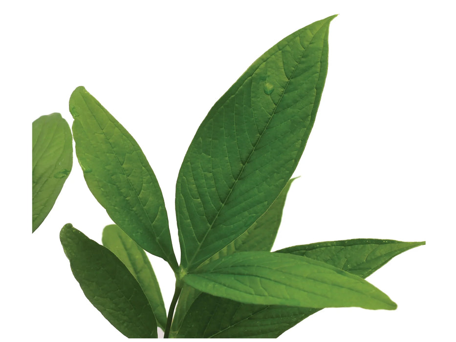 Anthurium triphyllum 'Esmeralda'