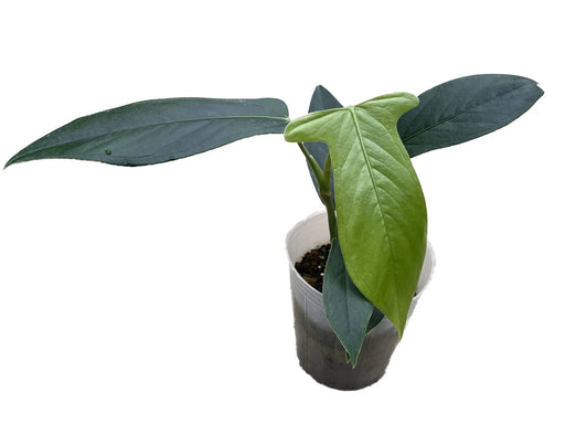 anthurium umbricola Anthurium truncicola nanum — Ecuagenera USA Corp