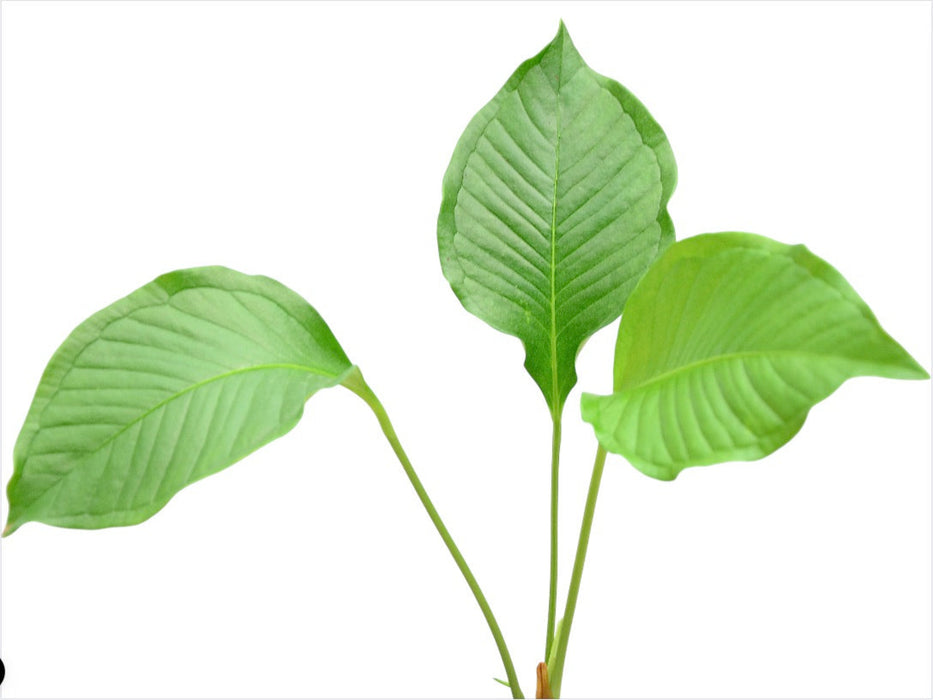 anthurium umbricola Anthurium umbricola
