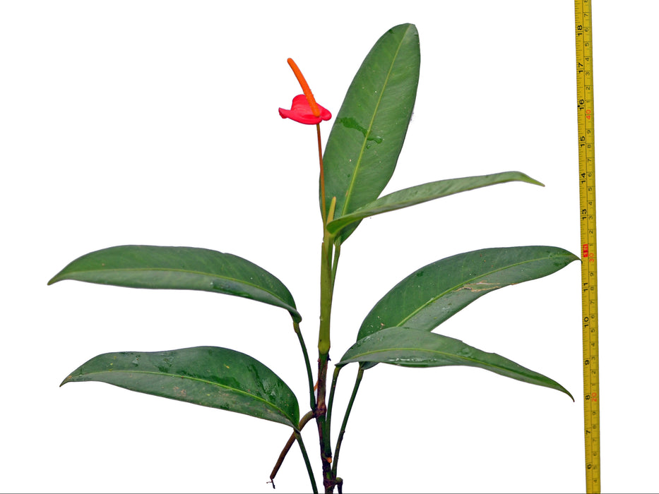 Anthurium vanderknaapii