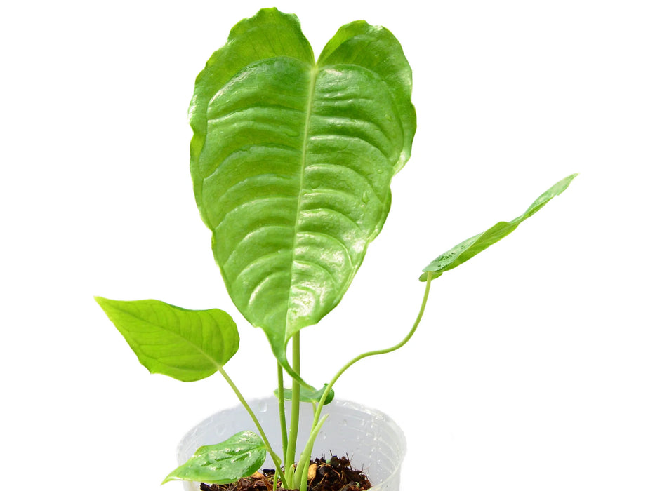 Anthurium veitchii (XS)