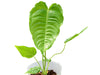 Anthurium veitchii (XS)