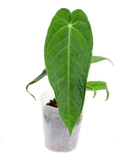 anthurium velvet Anthurium Velvety Dream