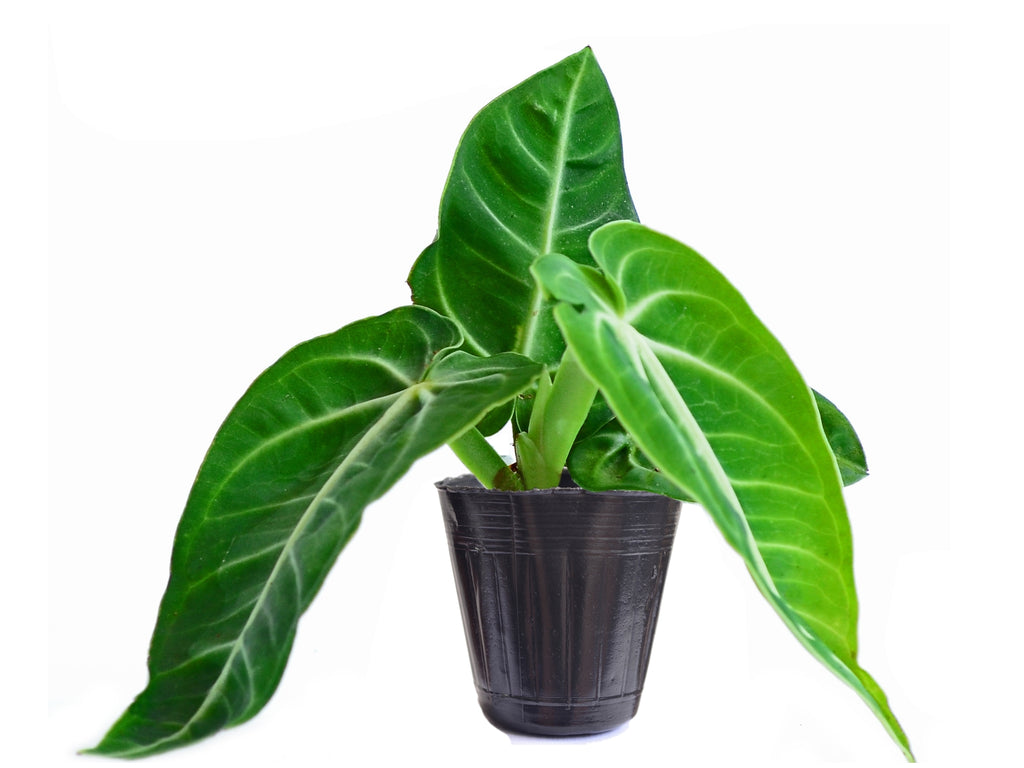 anthurium toxic to humans Anthurium villenaorum — Ecuagenera USA Corp
