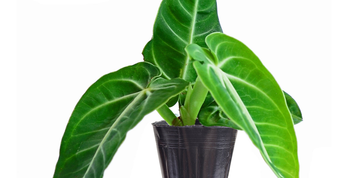 Anthurium villenaorum — Ecuagenera USA Corp