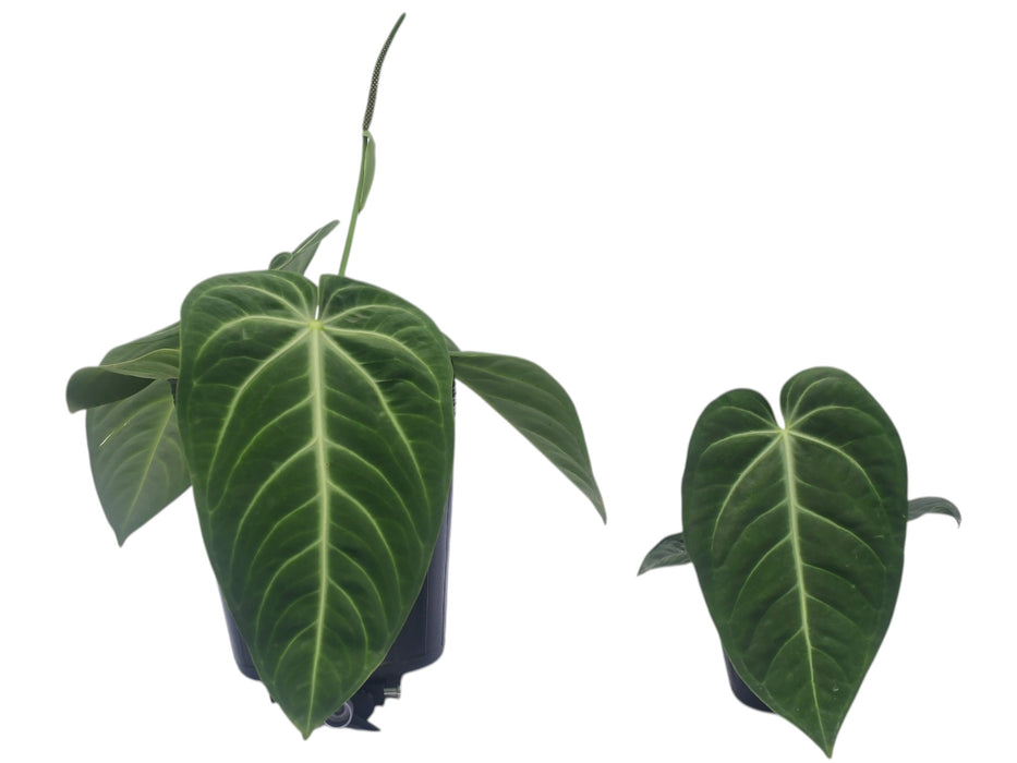 anthurium big leaf Anthurium villenaorum (Big)