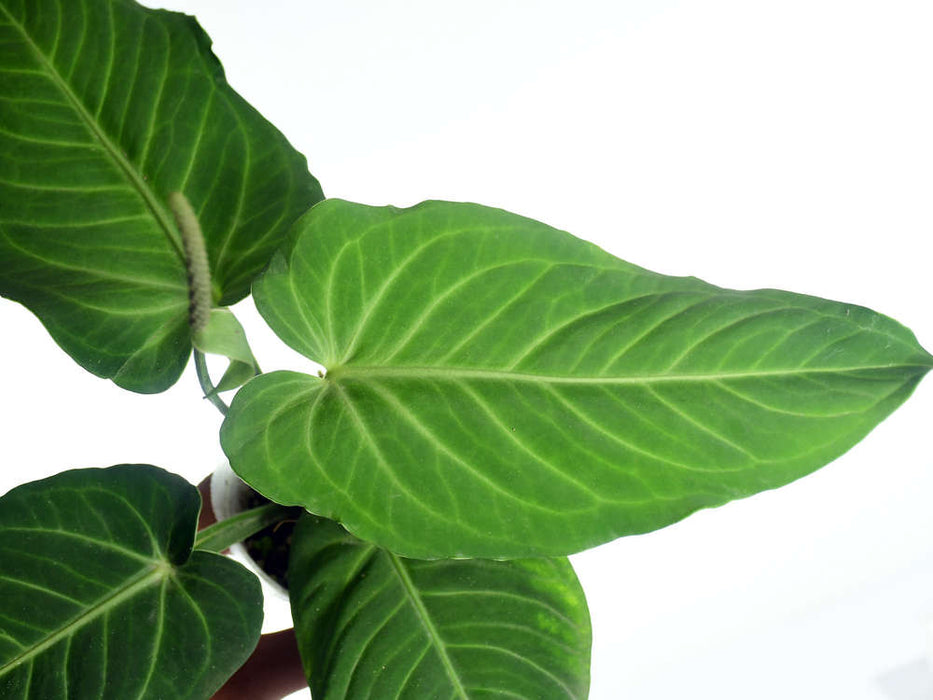 philodendron vs anthurium Anthurium Velvety Heart — Ecuagenera USA Corp