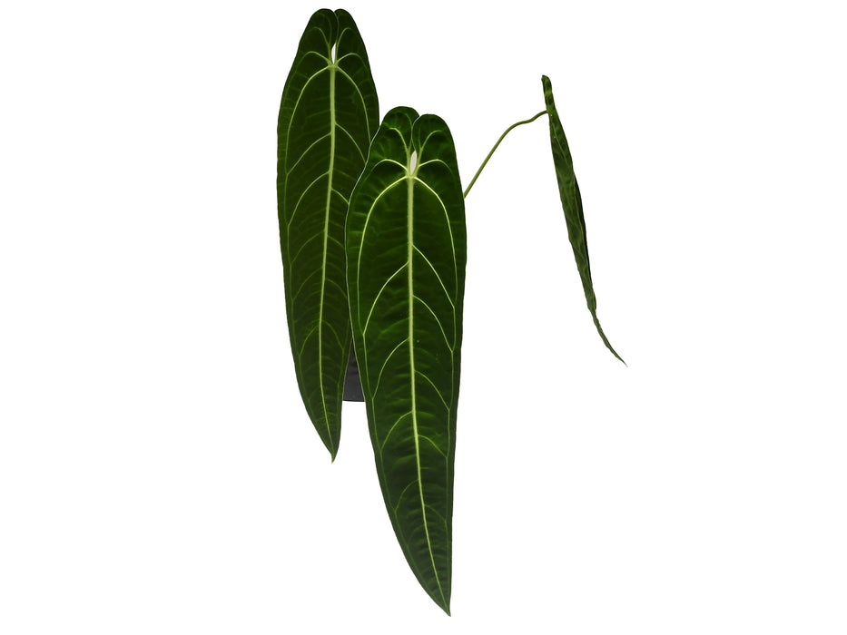 Anthurium warocqueanum