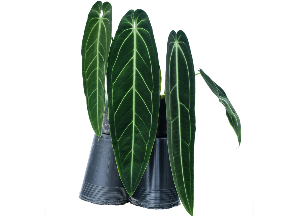 Anthurium warocqueanum