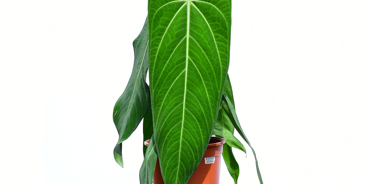 Anthurium warocqueanum 'Esmeralda' (Big) – Queen Anthurium