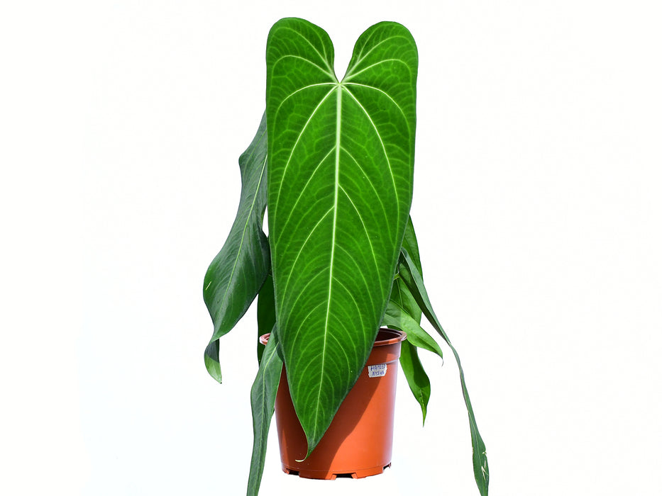 Anthurium warocqueanum 'Esmeralda' (Big)