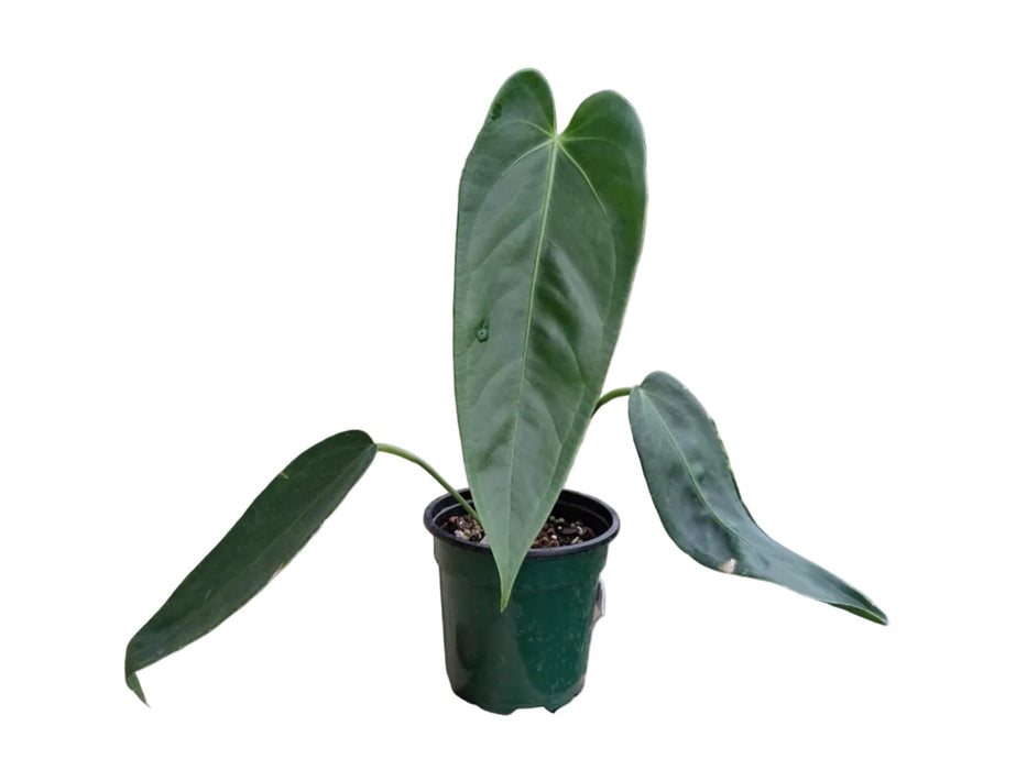Anthurium warocqueanum 'Green zafire'