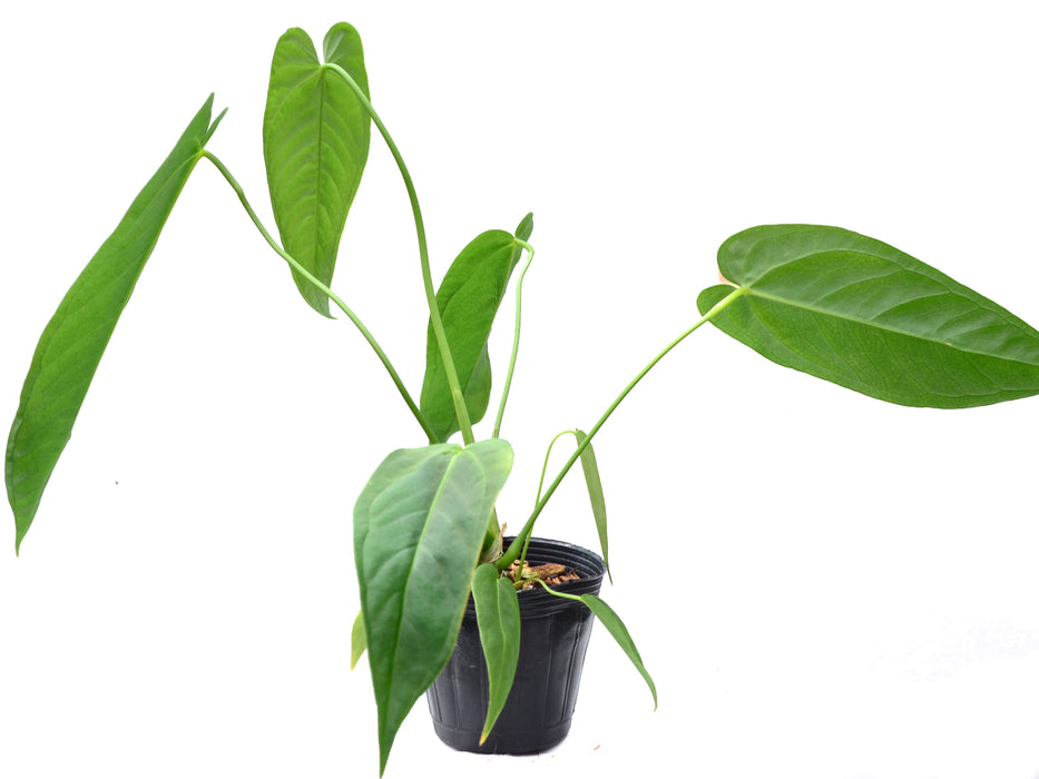 Anthurium warocqueanum x Anthurium rugulosum 'Crinitum'