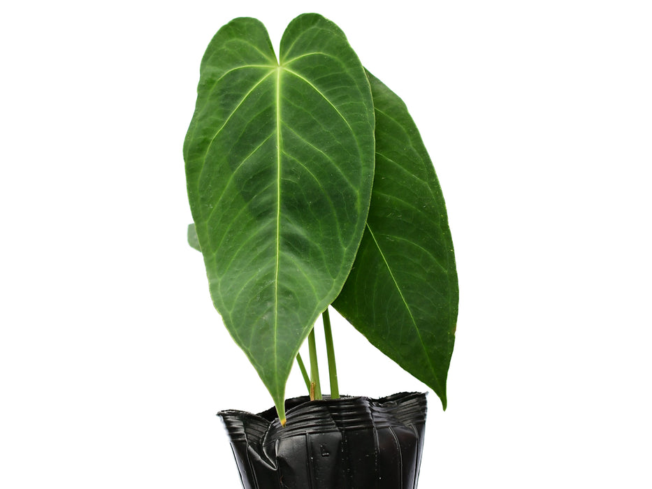 Anthurium waterburyanum (Big)