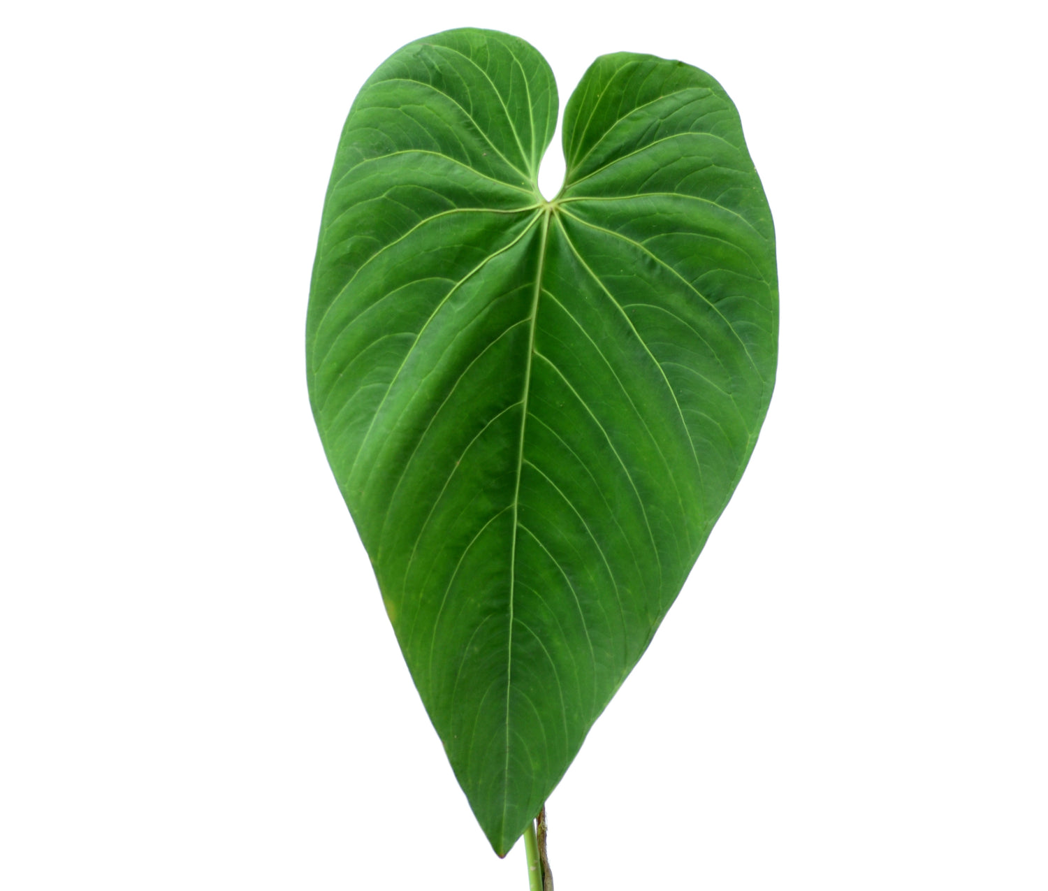 Anthurium waterburyanum (Big)