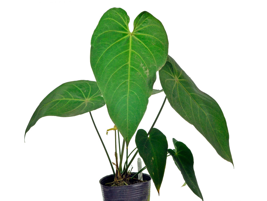 Anthurium waterburyanum (Big)