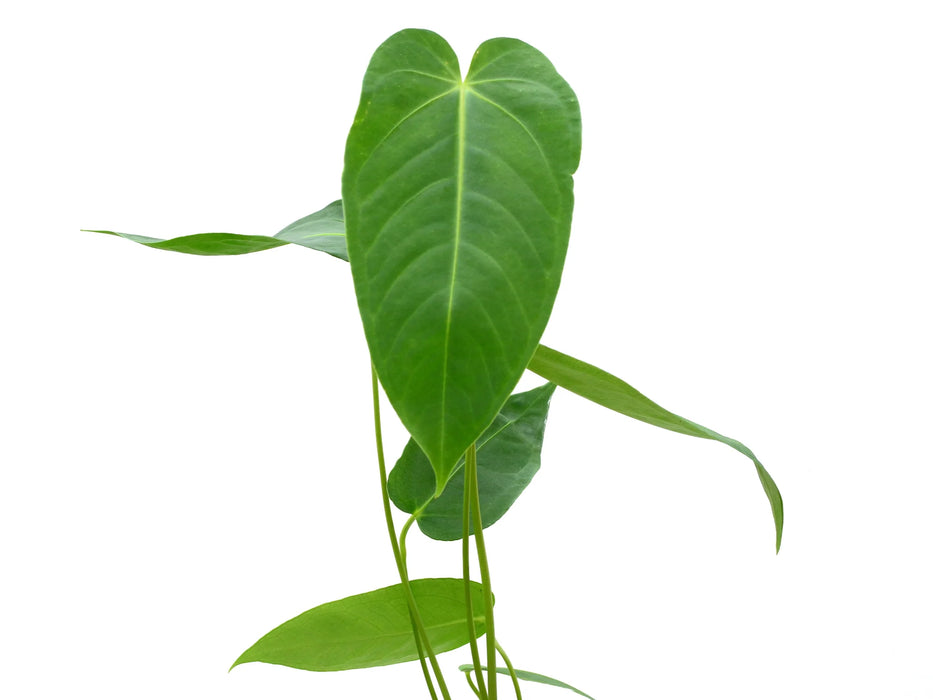 Anthurium waterburyanum x Anthurium marmoratum 2