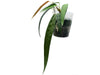 Anthurium wendlingeri