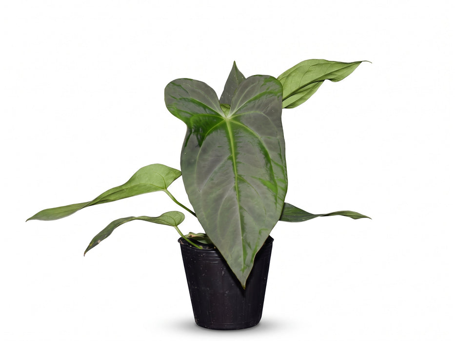 Anthurium Wonder x Anthurium Lightning