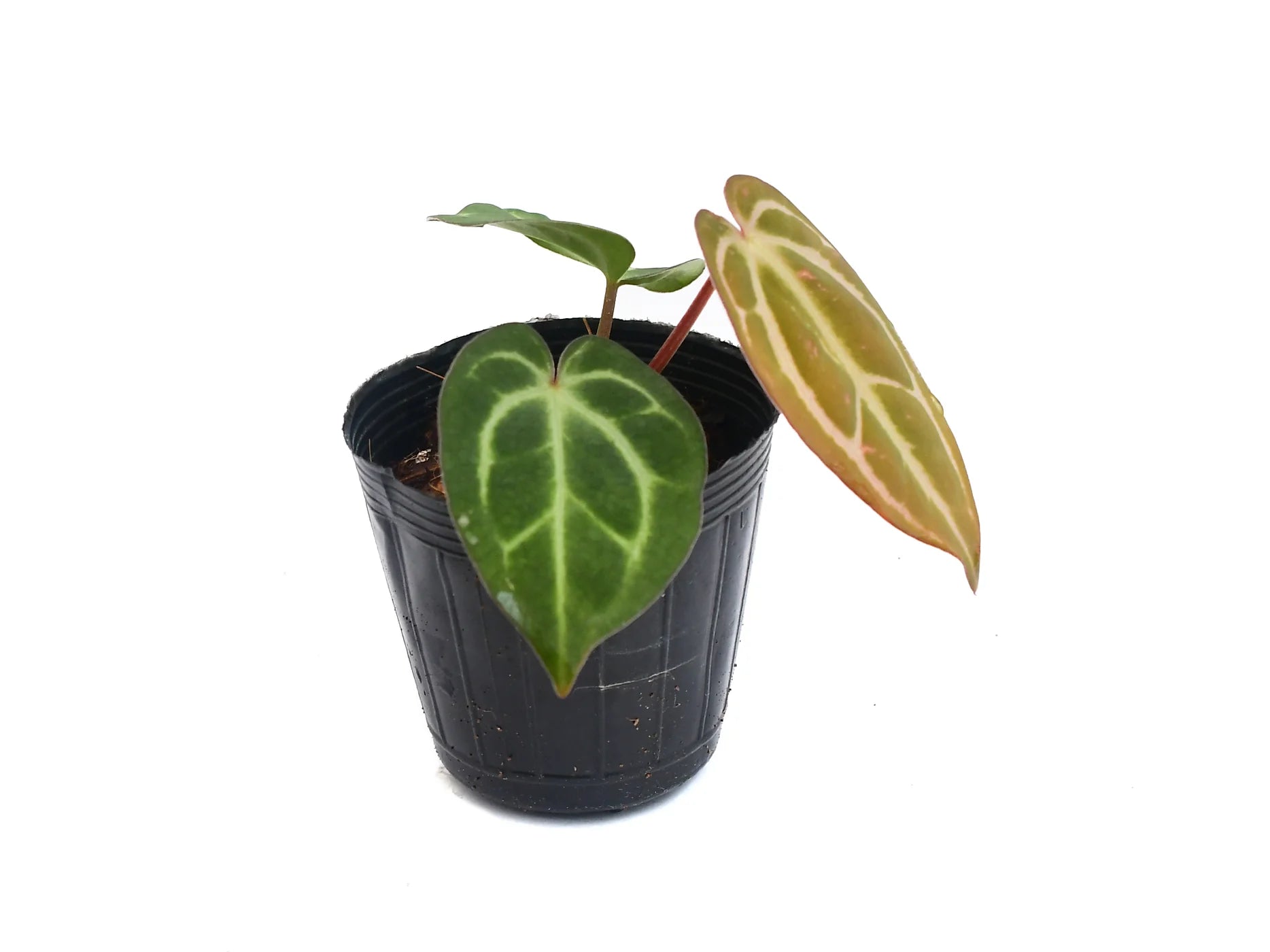 アンスリウム　Anthurium carlablackiae Anthuriumcarlablackiae_seedlin