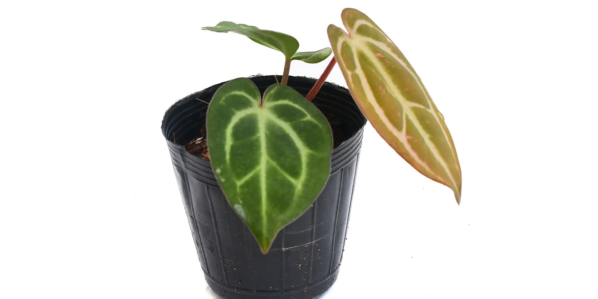 Anthuriumcarlablackiae_seedlin